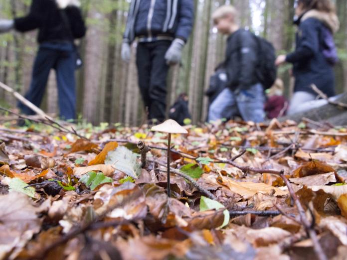 skovbund med blande og børn i baggrunden